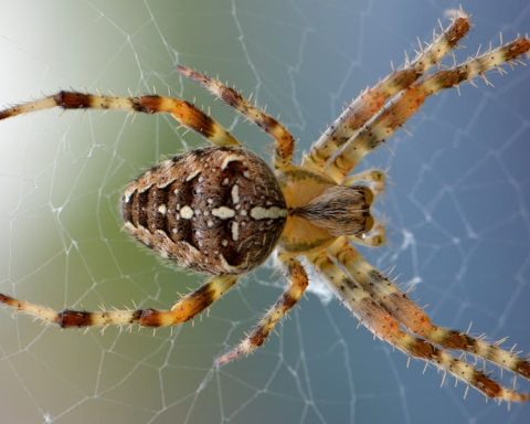 How To Remove Spiders From Home