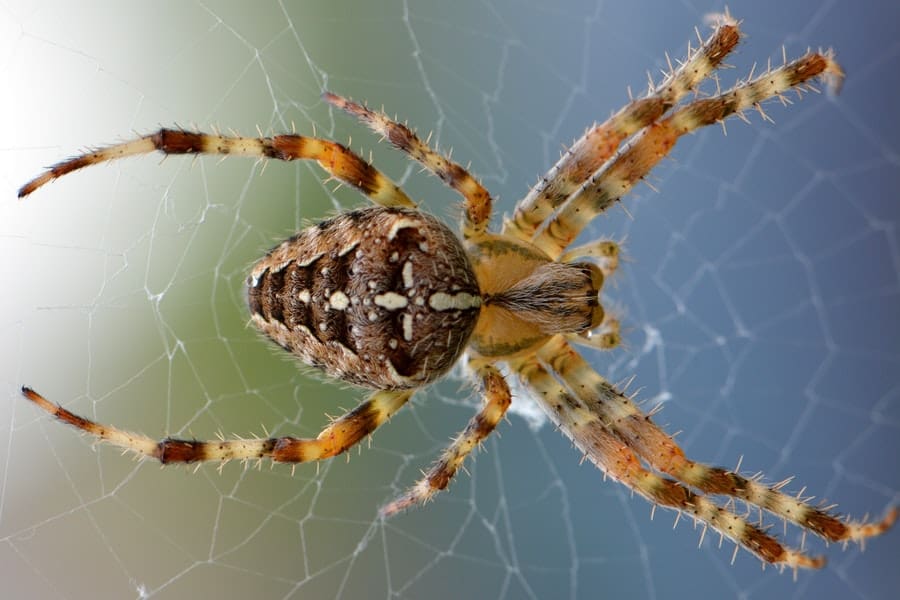 How To Remove Spiders From Home