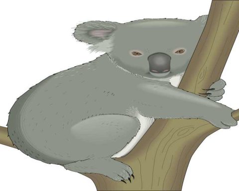 Are Koalas Vicious