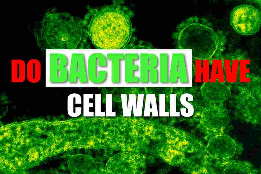Do Bacteria Have Cell Walls