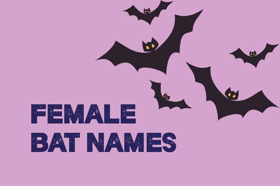 Female Bat Names