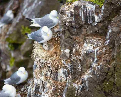 How To Prevent Birds From Nesting In Unwanted Places