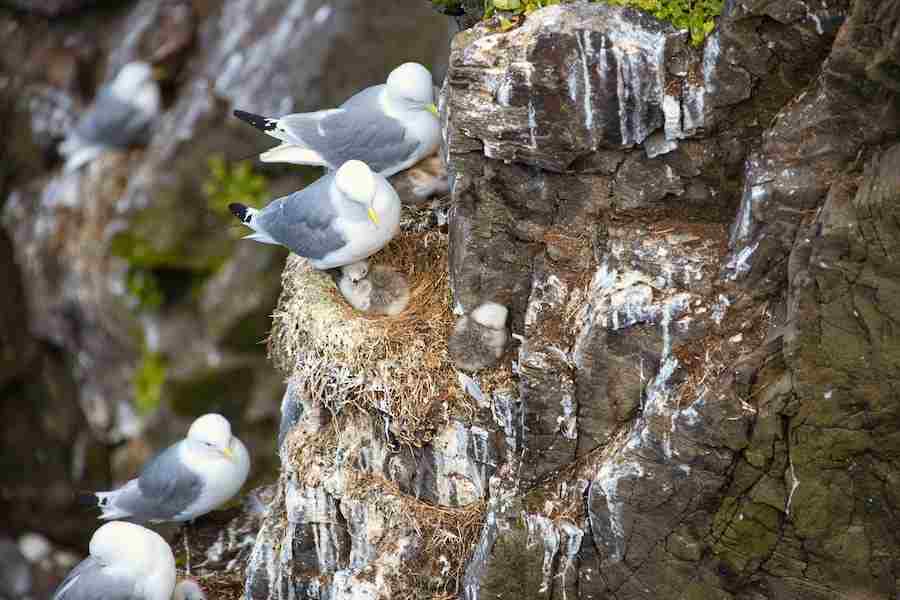 How To Prevent Birds From Nesting In Unwanted Places