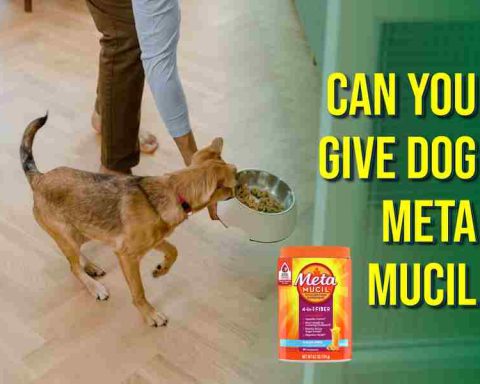 Can You Give Dog Metamucil