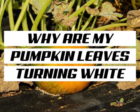 Why Are My Pumpkin Leaves Turning White