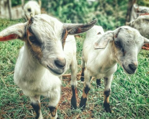 How Long Do Nigerian Dwarf Goats Live