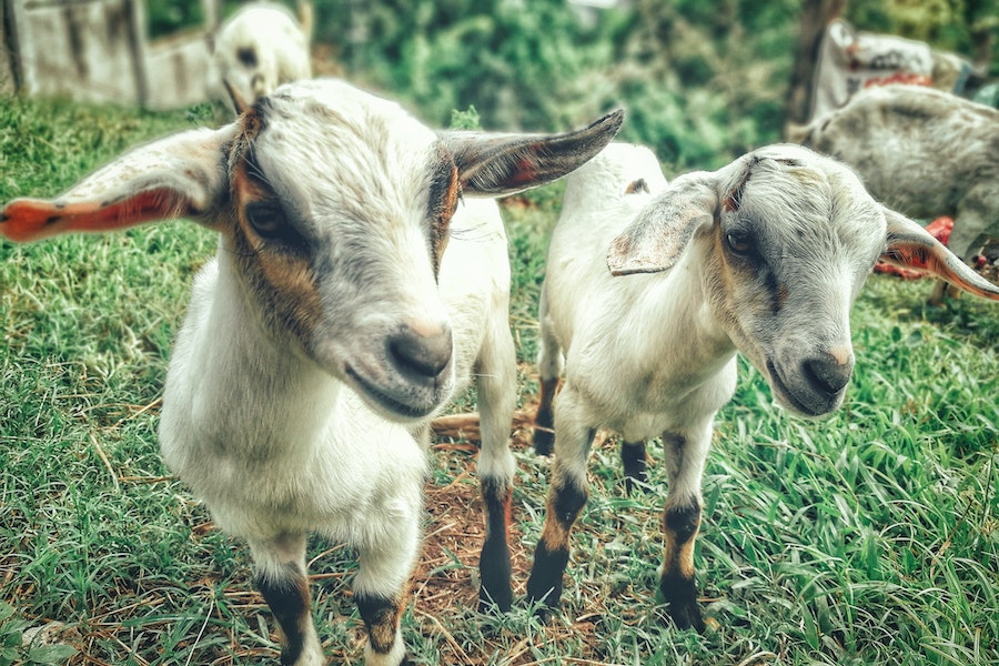 How Long Do Nigerian Dwarf Goats Live