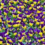 What Temperature Will Kill Pansies