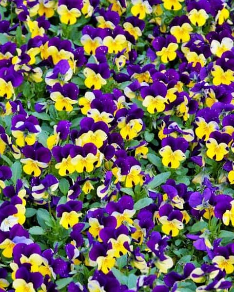 What Temperature Will Kill Pansies
